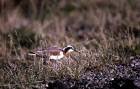 picture of Northern Phalarope breeding plumage