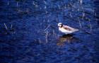 image of Northern Phalarope with summer plumage