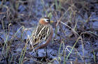 image of Red Phalarope female