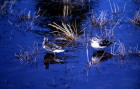 photo of Two Northern Phalaropes with winter plumage