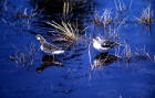 image of Two Northern Phalaropes with winter plumage