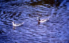 photo of Two Northern Phalaropes