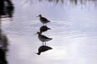 photo of Two Northern Phalaropes