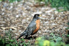 picture of American Robin
