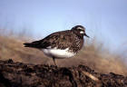 picture of Black Turnstone
