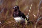 picture of Black Turnstone