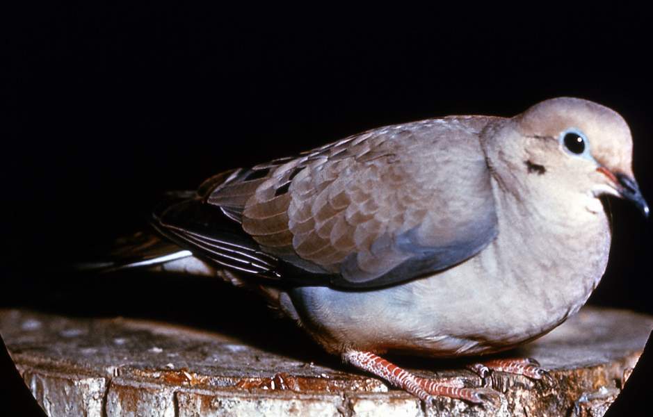 Mourning Dove_ Harry & Ruth Crockett - nps
