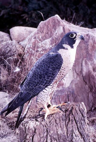 2 Peregrine falcon_ Kenneth Fink - nps