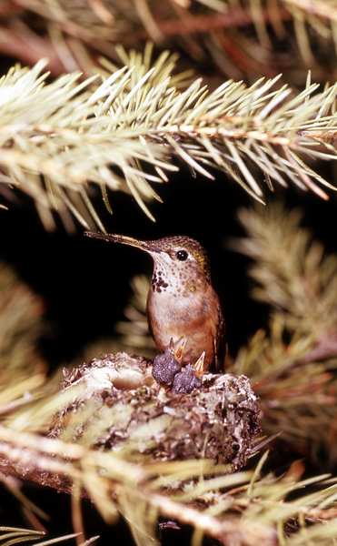 1 Broad-tailed Hummingbird1_ Bill Ratcliff - nps