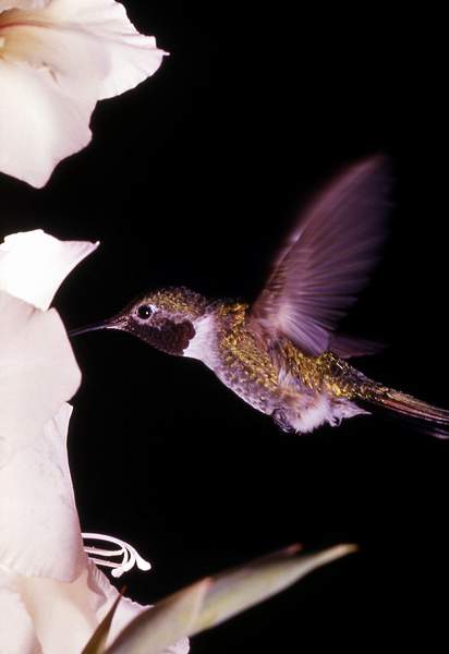 2 Broad-tailed Hummingbird_ Bill Ratcliff - nps