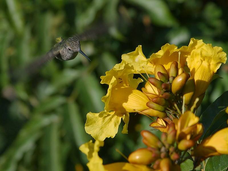 6 hummingbird-2 - pd
