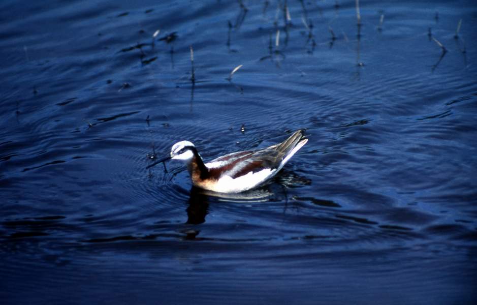 2 Northern Phalarope with summer plumage1_ Bryan Harry - nps