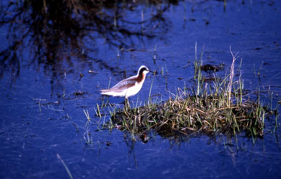 3 Northern Phalarope_ William S Keller - nps