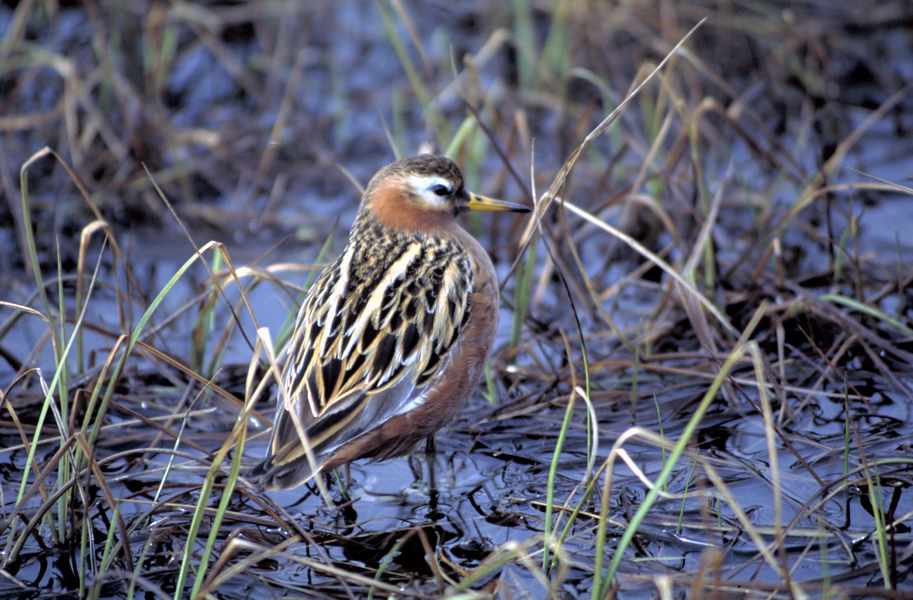 4 Red Phalarope female - USFWS