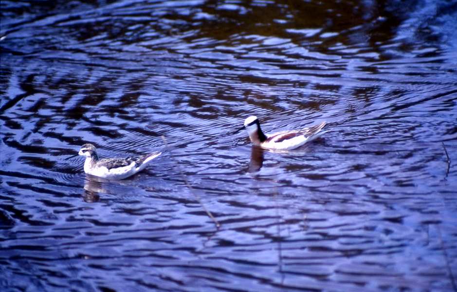 7 Two Northern Phalaropes_ Bryan Harry - nps