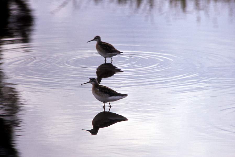 8 Two Northern Phalaropes_ Photographer unknown - nps