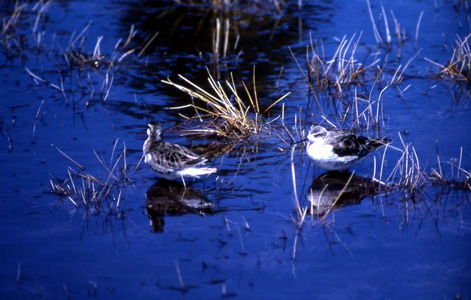 9 Two Northern Phalaropes with winter plumage 1_ Bryan Harry - nps