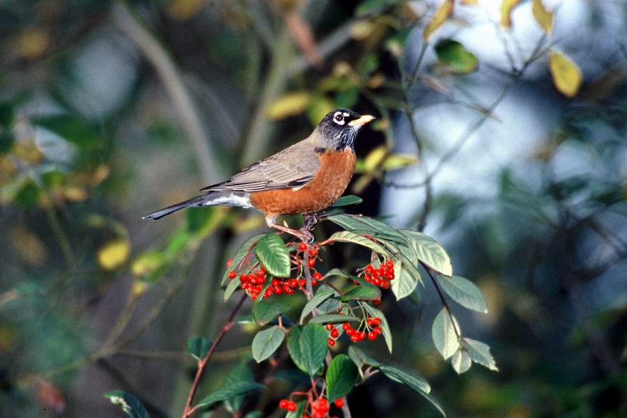 1 American Robin -1 - Karney, Lee - usfws