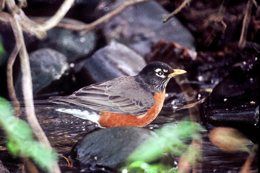 3 American Robin - Karney, Lee - usfws