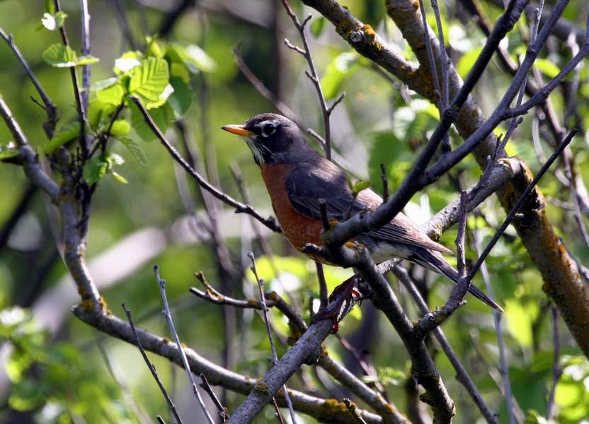 4 American Robin Female - Dewhurst, Donna - usfws