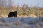 Picture 7: black bear