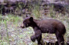 Black bear cub picture