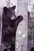 Image of black bear climbing a tree trunk