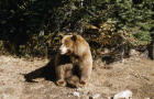 Black bear picture
