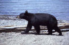 Picture of black bear walking near a lake