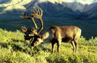  Picture 1: caribou