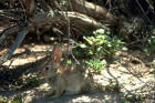 picture of desert cottontail rabbit