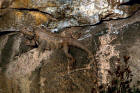 Image of a bearded dragon