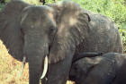 Picture of Africaan elephant with baby