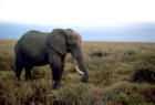 Image of African elephant in grassy land