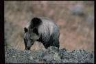 Picture of a grizzly bear