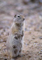 picture of ground squirrel
