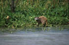 picture of racoon