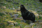 Picture of a fur seal