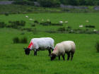 Picture 2 :    sheep grazing