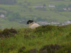 Picture 3 :    sheep lamb