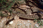Picture of bull snake