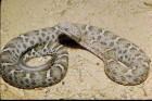 image of Mexican ridged nosed rattlesnake