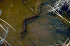 Image of northern water snake
