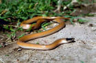 Picture of plains black-headed snake