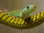 Image of green and yellow snake