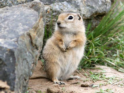 A ground Squirrel