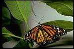 picture of butterfly