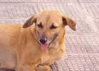 picture of dog