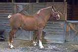 picture of horse